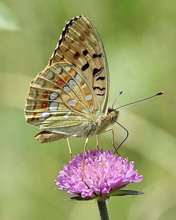 high brown fritillary